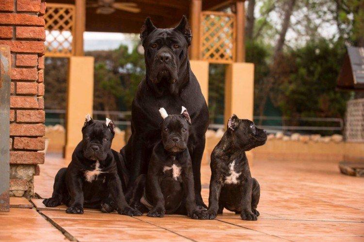 Cane Corso - photo