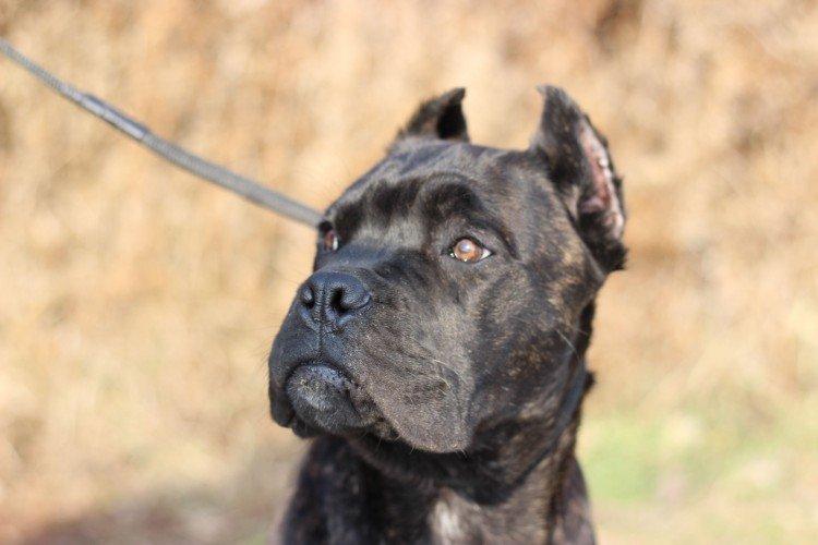 Cane Corso - photo