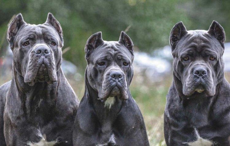 Cane Corso - photo