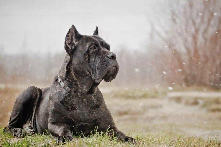 Cane Corso - photo