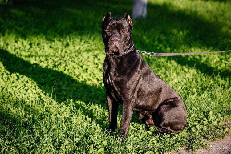Cane Corso - photo