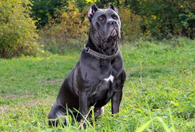 Cane Corso - photo