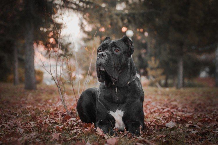 Cane Corso - photo