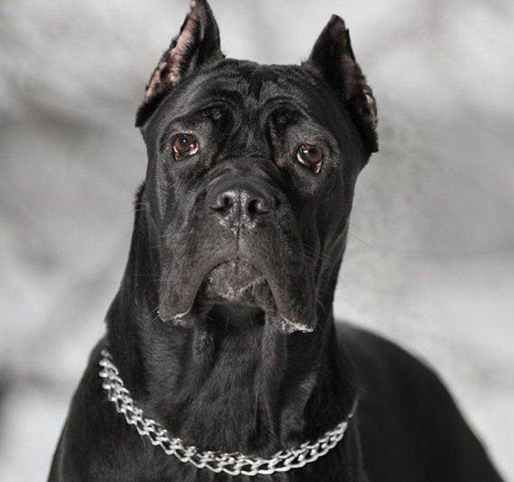 Cane Corso - photo