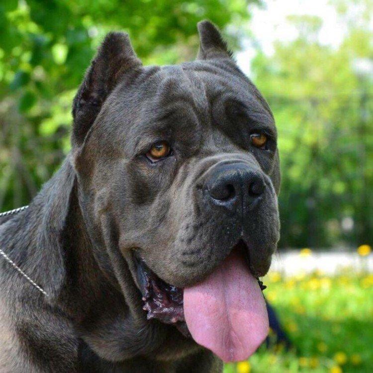 Cane Corso - photo