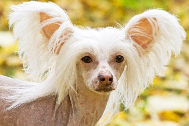 Attitude envers le propriétaire - Le caractère du chinois à crête