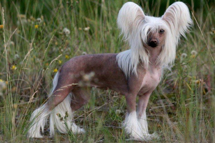 Attitude envers les enfants - Caractère du chinois à crête