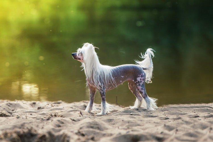 Marcher - Soin du Chinois à crête