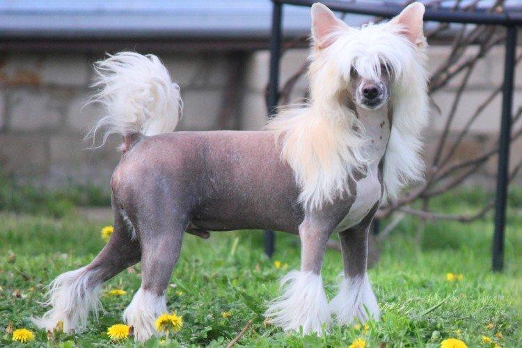 Combien coûte un chinois à crête