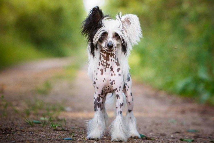 Photo de chien chinois à crête