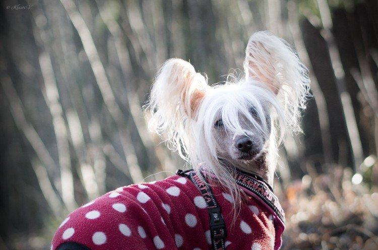 Photo de chien chinois à crête