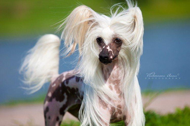 Photo de chien chinois à crête