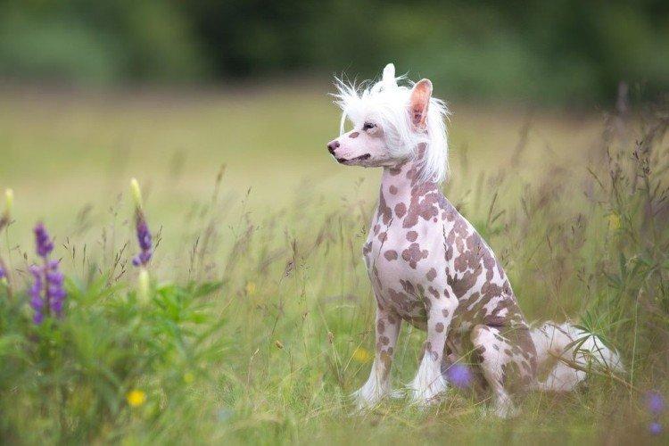 Photo de chien chinois à crête