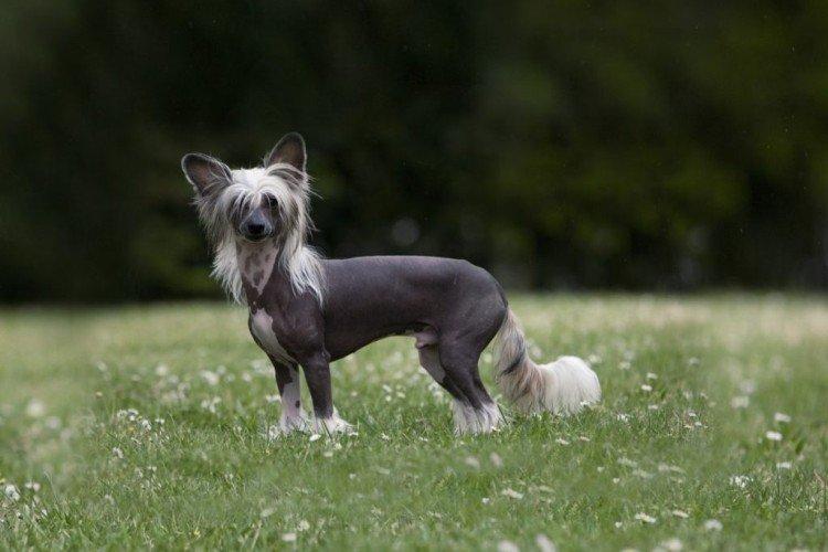 Photo de chien chinois à crête
