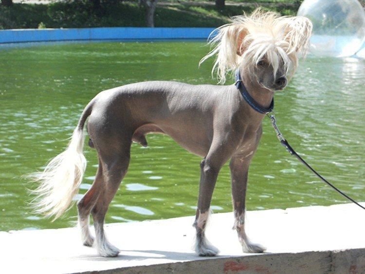 Photo de chien chinois à crête