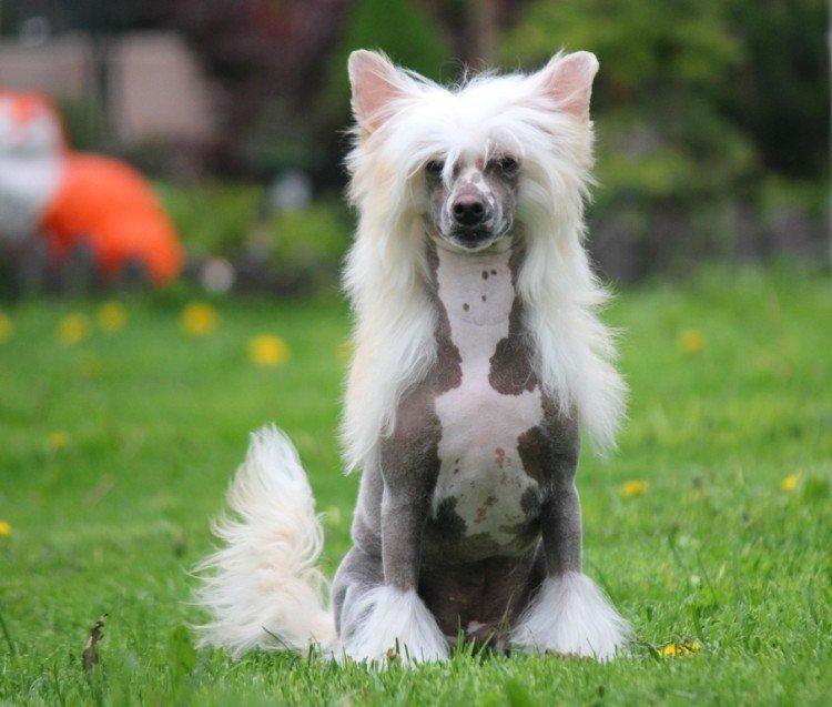 Photo de chien chinois à crête