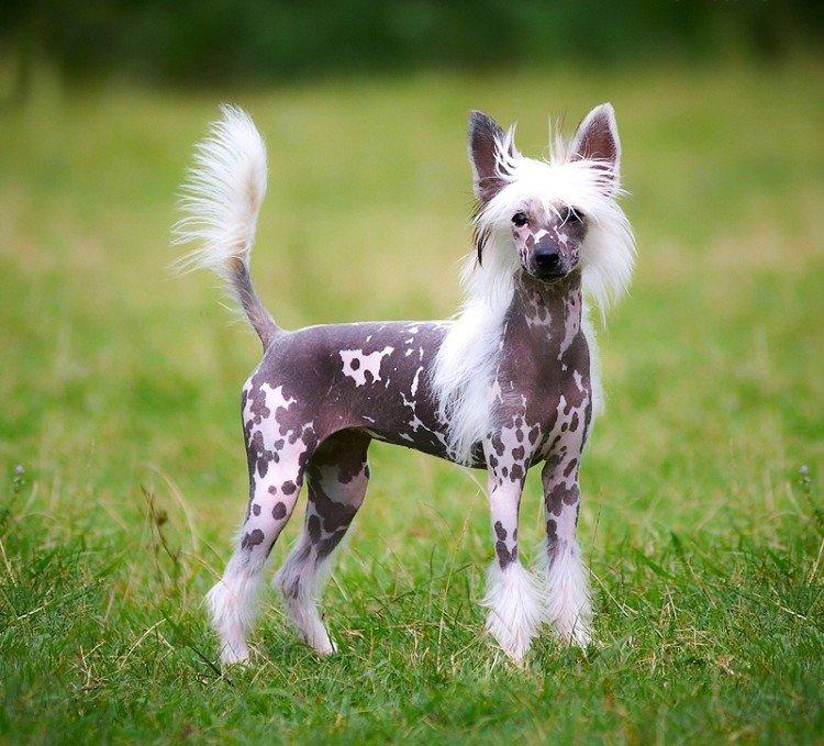 Photo de chien chinois à crête