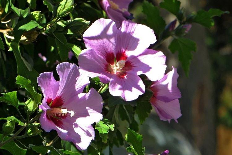 Rose syrienne - Types de roses chinoises