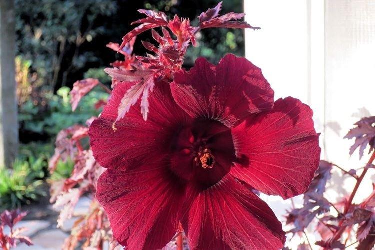 Acajou à feuilles d'érable - Types de roses chinoises