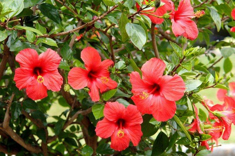 Hibiscus hybride - Types de roses chinoises