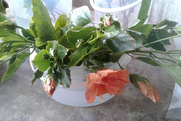 Taille - Soin à la Rose de Chine