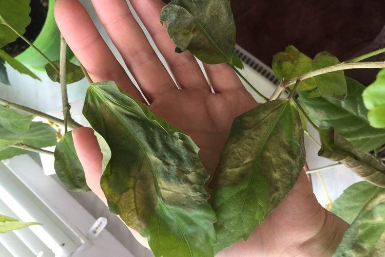 Lutte contre les parasites et les maladies - Rose de Chine