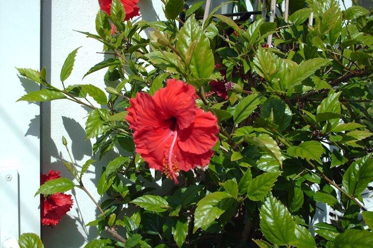 Rose de Chine - photo