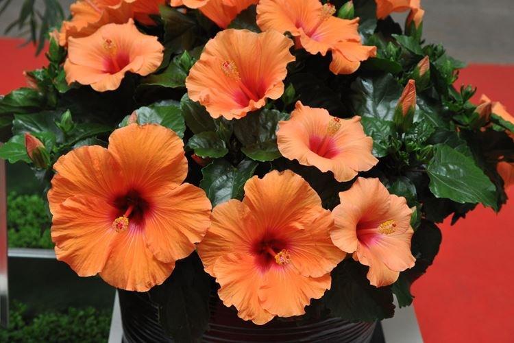 Rose de Chine - photo