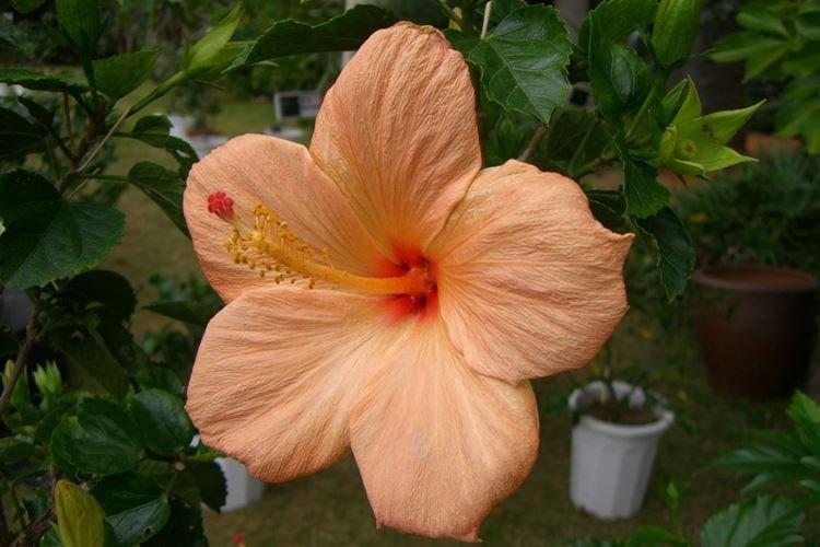 Rose de Chine - photo