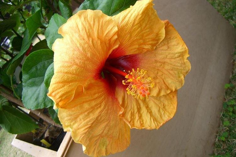 Rose de Chine - photo