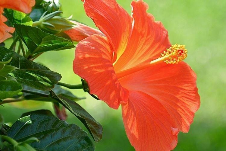 Rose de Chine - photo