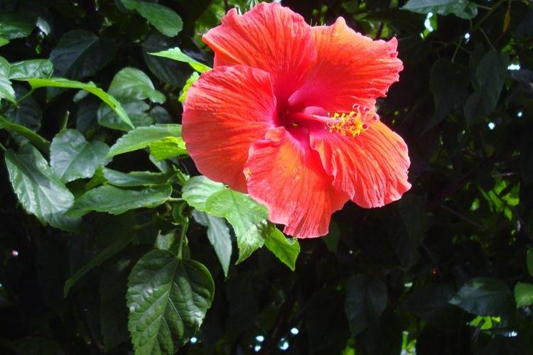 Rose de Chine - photo