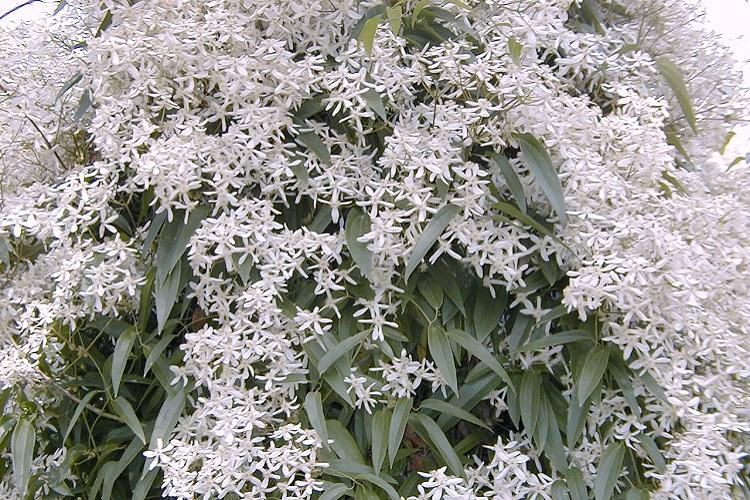 Clematis Armanda - Types de clématites