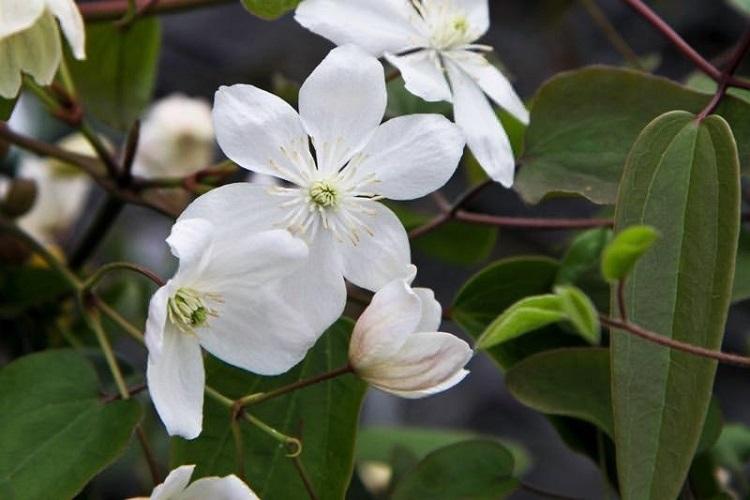 Clematis Armanda - Types de clématites
