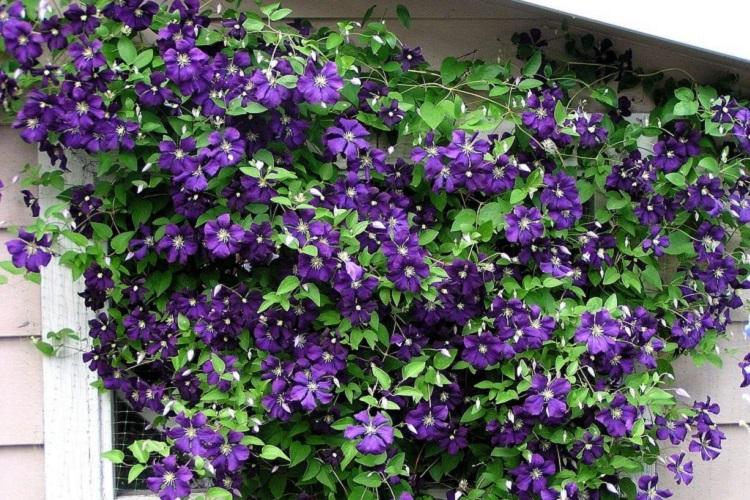 Clematis Zhakmana - Types de clématites