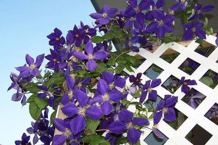 Clematis Zhakmana - Types de clématites