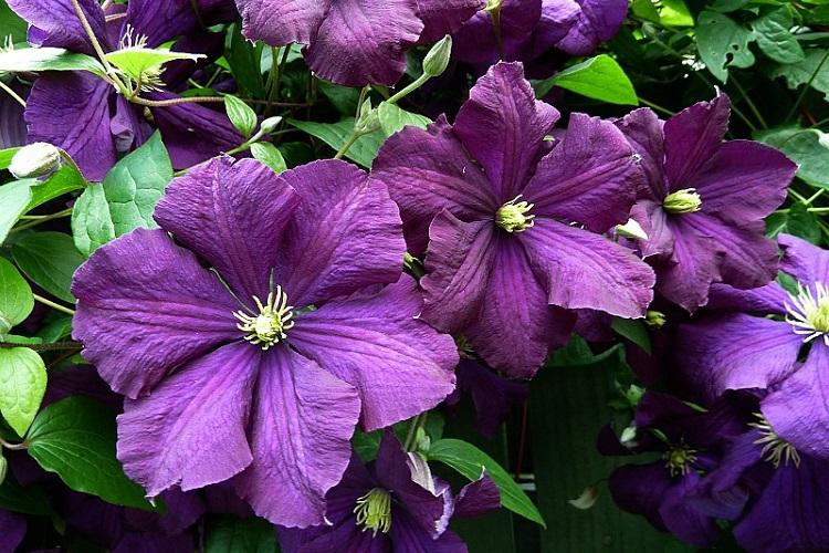 Clematis viticella - Types de clématites