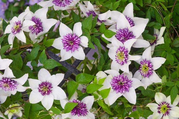 Clematis Flowery - Types de clématites