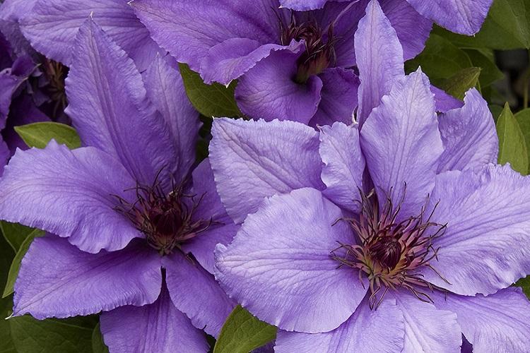 Top dressing et fertilisation - Soin des clématites