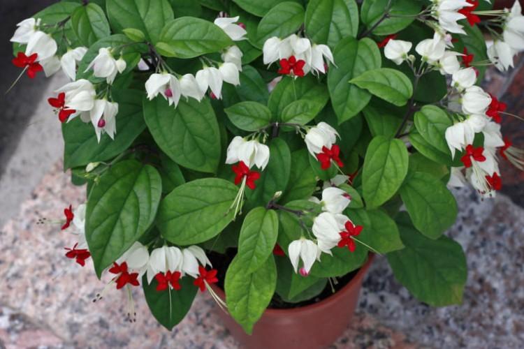 Caractéristiques générales - Clerodendrum Thompson