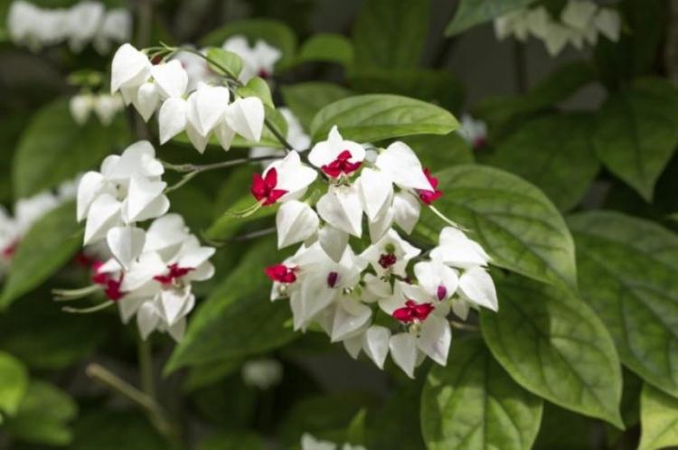Éclairage - Prendre soin du Clerodendrum de Thompson