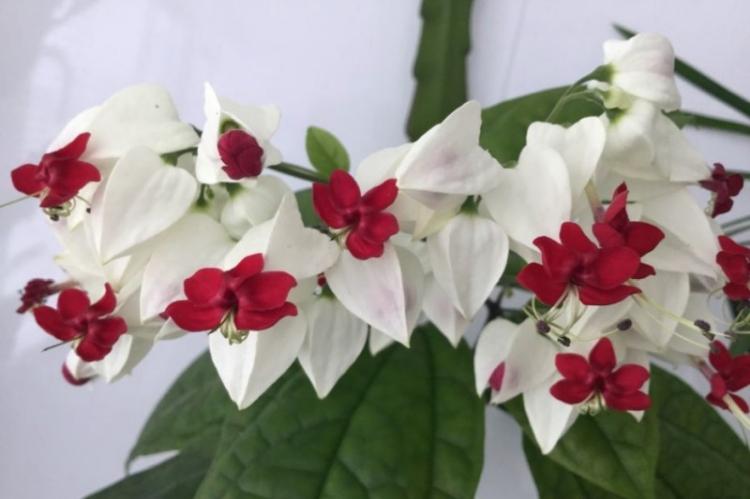 Élagage - Prendre soin du Clerodendrum de Thompson