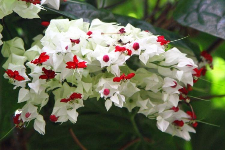 Plantation et reproduction - Clerodendrum Thompson