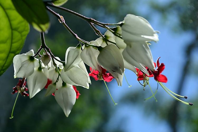 Clerodendrum Thompson - photo
