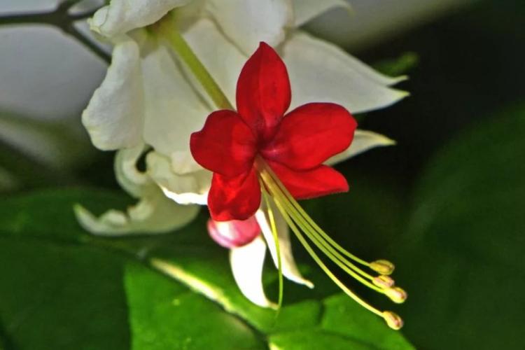 Clerodendrum Thompson - photo