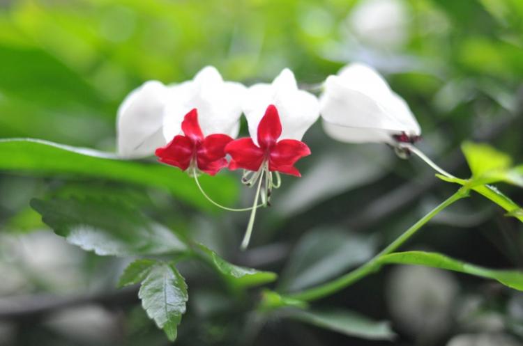 Clerodendrum Thompson - photo