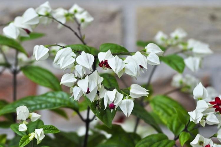 Clerodendrum Thompson - photo