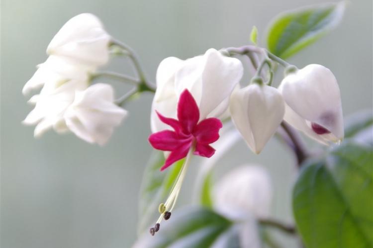 Clerodendrum Thompson - photo