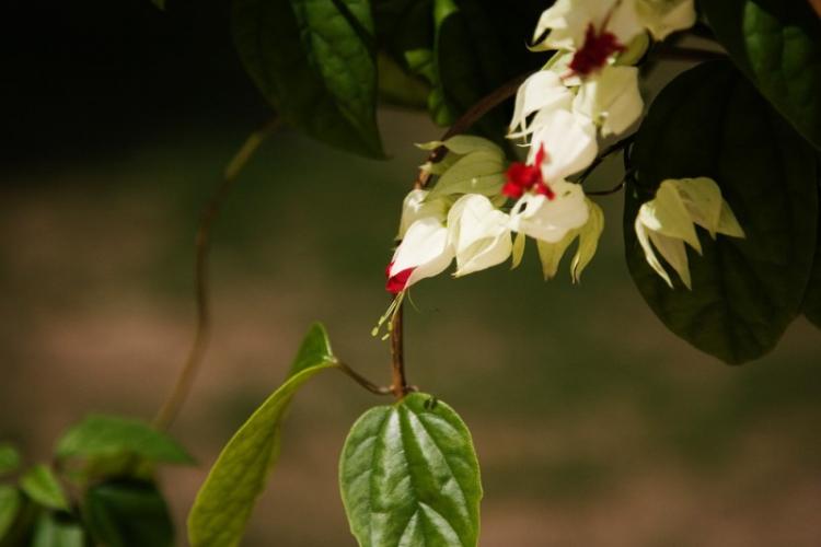 Clerodendrum Thompson - photo