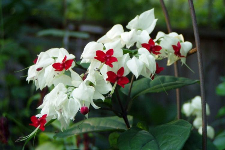 Clerodendrum Thompson - photo